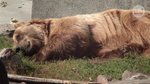 Przeszczep od zwierzęcia ratunkiem dla człowieka?